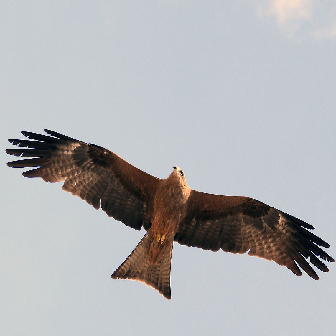 Aces High  Black Kite,Geotagged,India,Milvus migrans