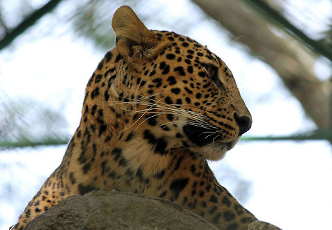 Leopard Mugshot Taken in Bannerghatta National Park. Geotagged,India,Indian leopard,Leopard,Panthera pardus,Panthera pardus fusca