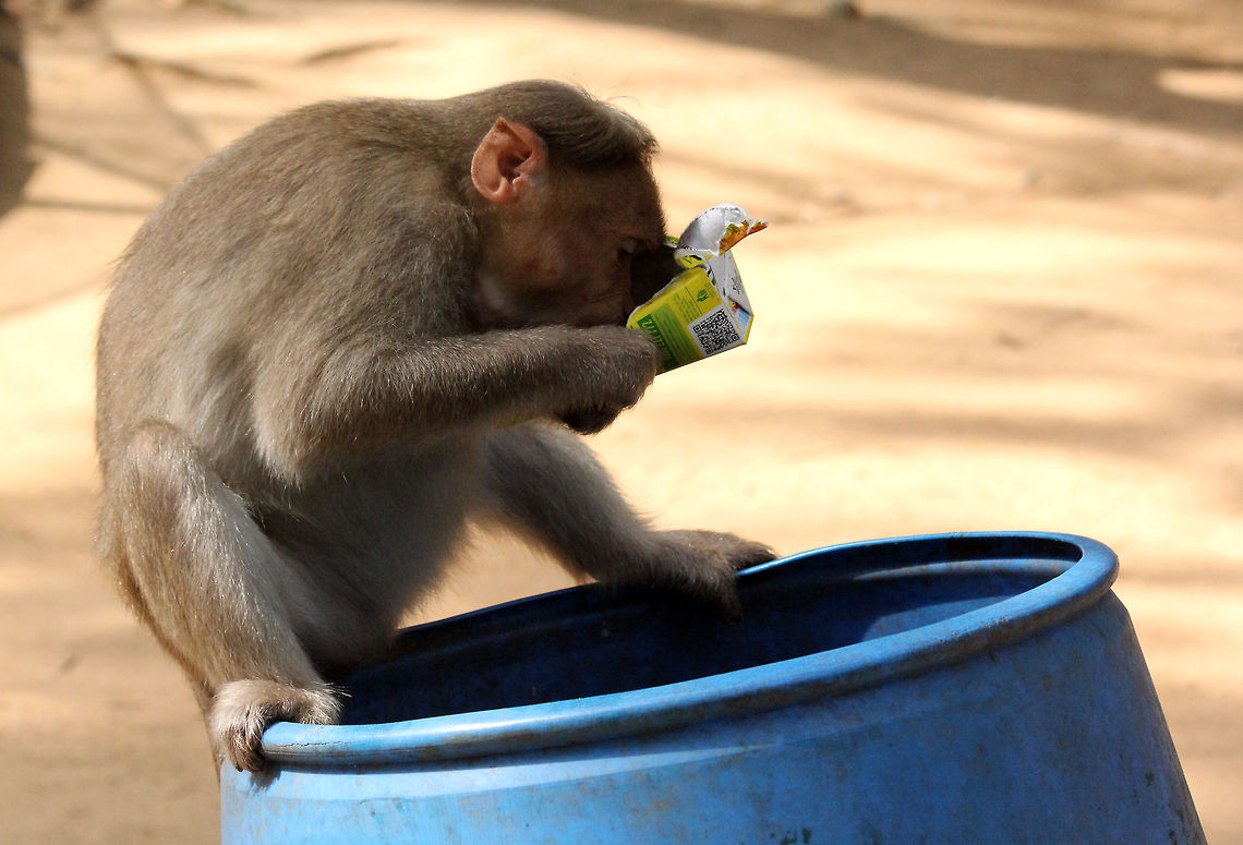 Snack Time..!!!  Bonnet macaque,Geotagged,India,Macaca radiata