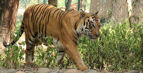 A Walk to Remember..!!! :)  Geotagged,India,Panthera tigris,Tiger