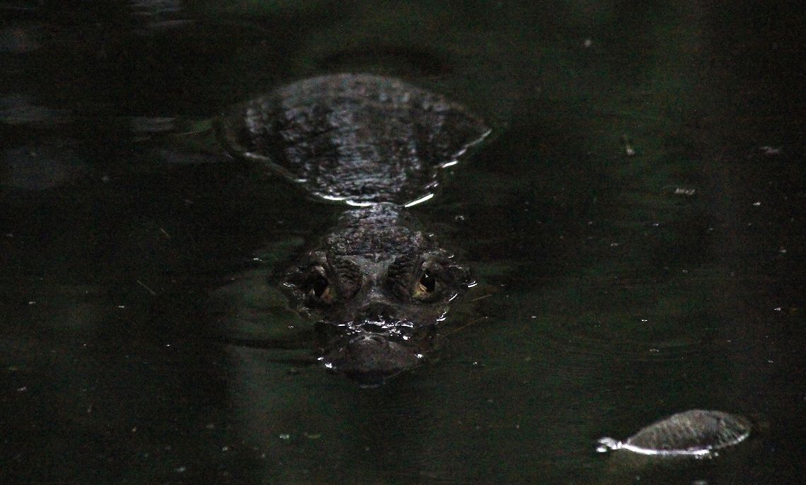 The Boogeyman..!!!  Crocodylus palustris,Geotagged,India,Mugger crocodile