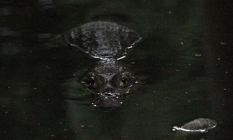 The Boogeyman..!!!  Crocodylus palustris,Geotagged,India,Mugger crocodile