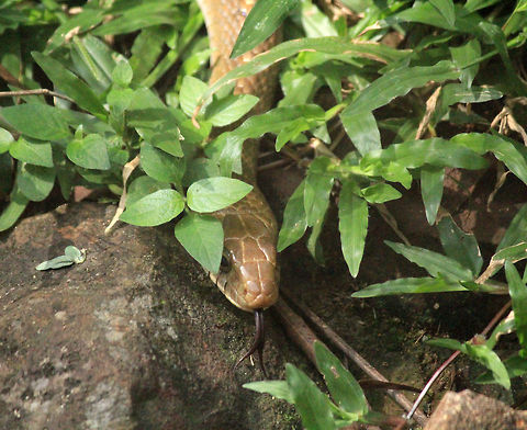Rat Snake Closeup  Geotagged,India,Oriental Ratsnake,Oriental ratsnake,Ptyas mucosa,Ptyas mucosus