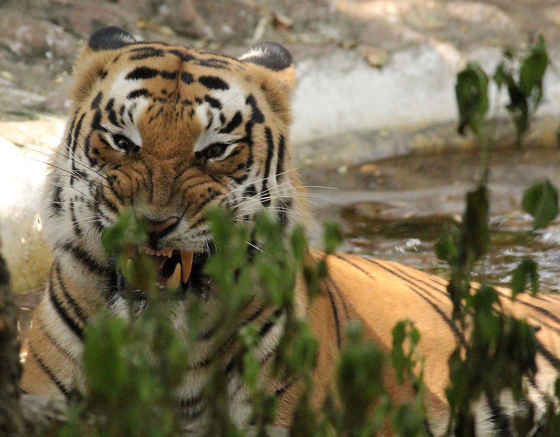 Angry Cat...!!! My first pics depicting the different expressions of animals in my list "Shades of Nature". Bengal tiger,Geotagged,India,Panthera tigris,Panthera tigris tigris,Tiger