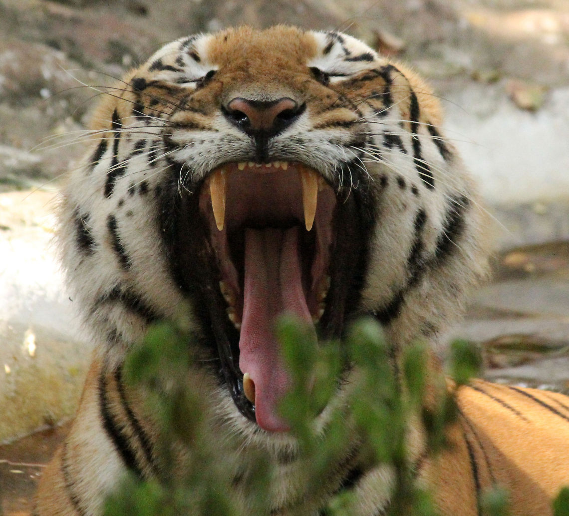 Boredom at its best..!! :D  Bengal tiger,Geotagged,India,Panthera tigris tigris