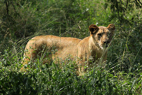 The Queen of the Jungle  Geotagged,India,Lion,Panthera leo