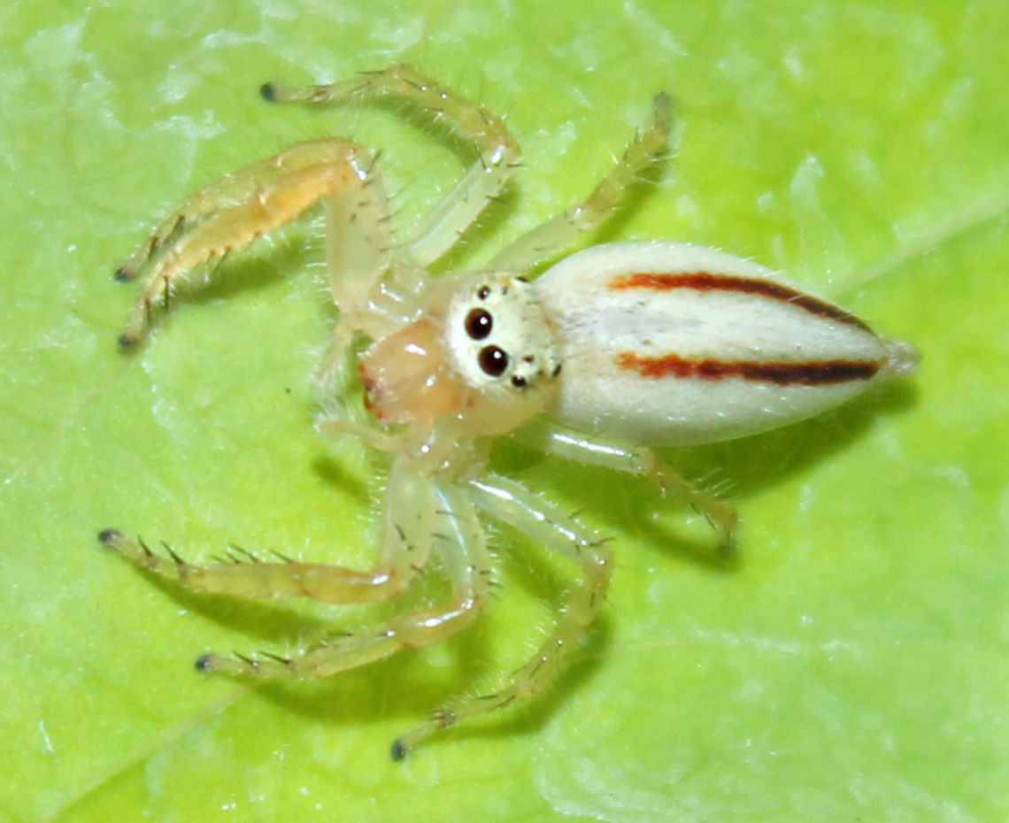 The Curious Jumper.  Geotagged,India,Telamonia dimidiata,Two-striped Telamonia