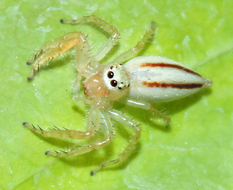 The Curious Jumper.  Geotagged,India,Telamonia dimidiata,Two-striped Telamonia