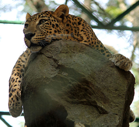 Please let me out.. I'll be a good cat..!!! :P  Geotagged,India,Leopard,Panthera pardus