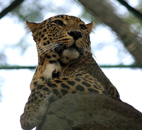 Who goes there...  Geotagged,India,Leopard,Panthera pardus