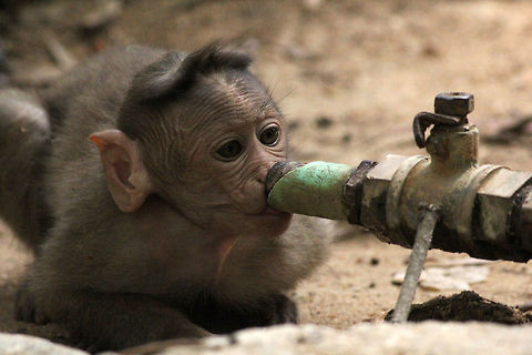 Thirsty Kiddo...!!!  Bonnet macaque,Geotagged,India,Macaca radiata