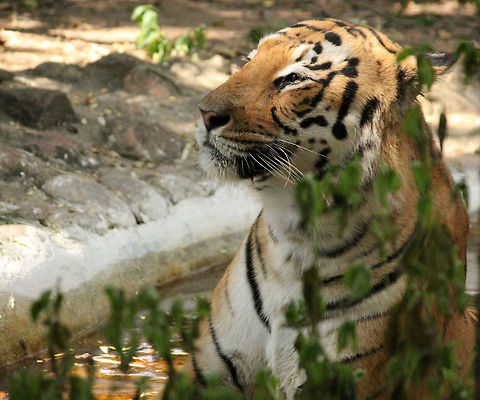 Beauty of the Beast  Bengal tiger,Geotagged,India,Panthera tigris tigris