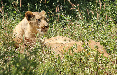 Wakey Wakey..  Geotagged,India,Lion,Panthera leo