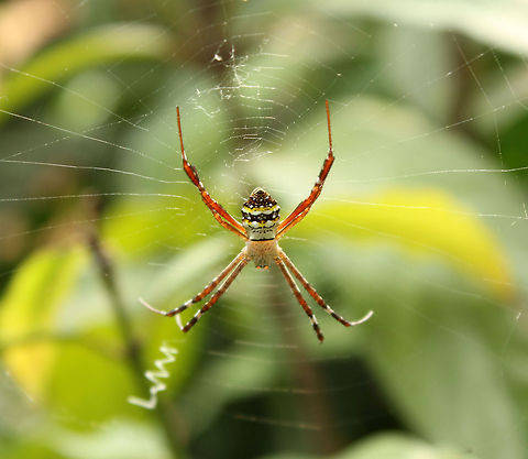 Patience is a Virtue That doesn't mean you start testing it..!!! :P Argiope anasuja,Geotagged,India