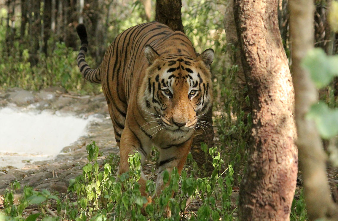 I've got my eyes on you..  Geotagged,India,Panthera tigris,Tiger