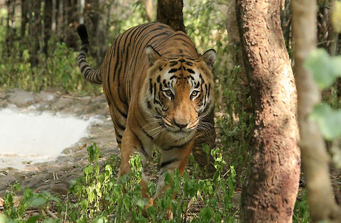I've got my eyes on you..  Geotagged,India,Panthera tigris,Tiger