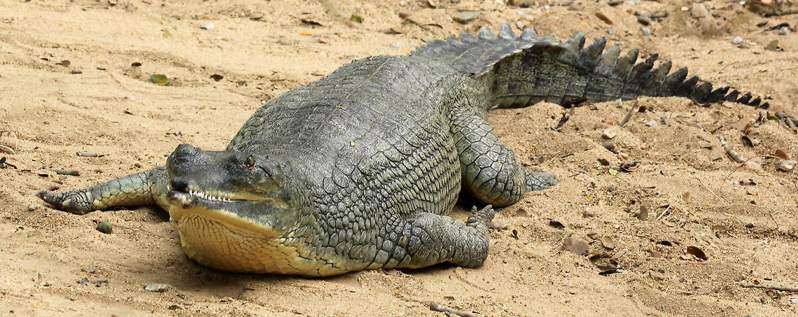 Poster boy for Colgate..!!! :D  Gavialis gangeticus,Geotagged,Gharial,India