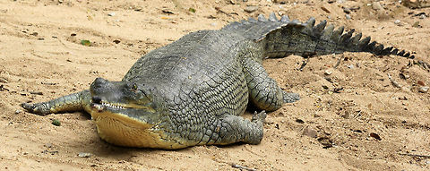 Poster boy for Colgate..!!! :D  Gavialis gangeticus,Geotagged,Gharial,India