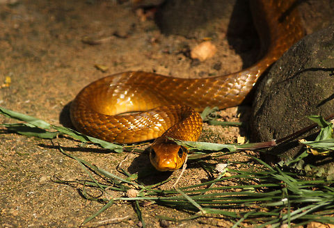 Serpent Model Seems like he just got ready for a photo shot...!!! :D Geotagged,India,Oriental Ratsnake,Oriental ratsnake,Ptyas mucosa,Ptyas mucosus