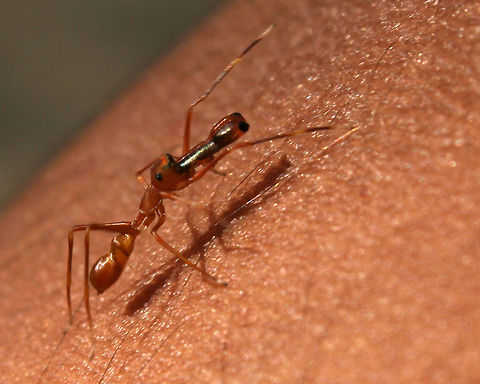Ant Mimic Spider on my friend's arm  Geotagged,India,Kerengga Ant-like Jumper,Kerengga ant-like jumper,Myrmaplata plataleoides,Myrmarachne Plataleoides,Myrmarachne plataleoides
