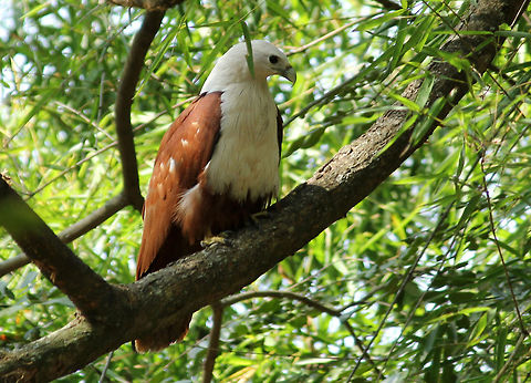 Killer Grace  Brahminy Kite,Geotagged,Haliastur indus,India