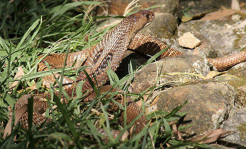 Sunbathing Cobra This pic was taken in November, sunny morning. The Cobra had just displayed it "U" signature to gather up more sunlight. The last time I saw a cobra showing off its signature was just before it meal. Geotagged,India,Indian Cobra,Naja naja