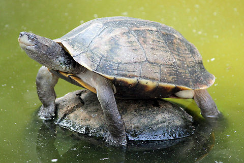 And the Award goes to..!!! Look at him. He's even smiling and standing on the rock like an award podium, ready to give a small talk after winning. Geotagged,India,Indian black turtle,Indian flapshell turtle,Lissemys punctata,Melanochelys trijuga