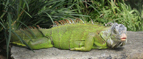 Whatcha lookin' at, Punk???  Geotagged,Green iguana,Iguana iguana,India