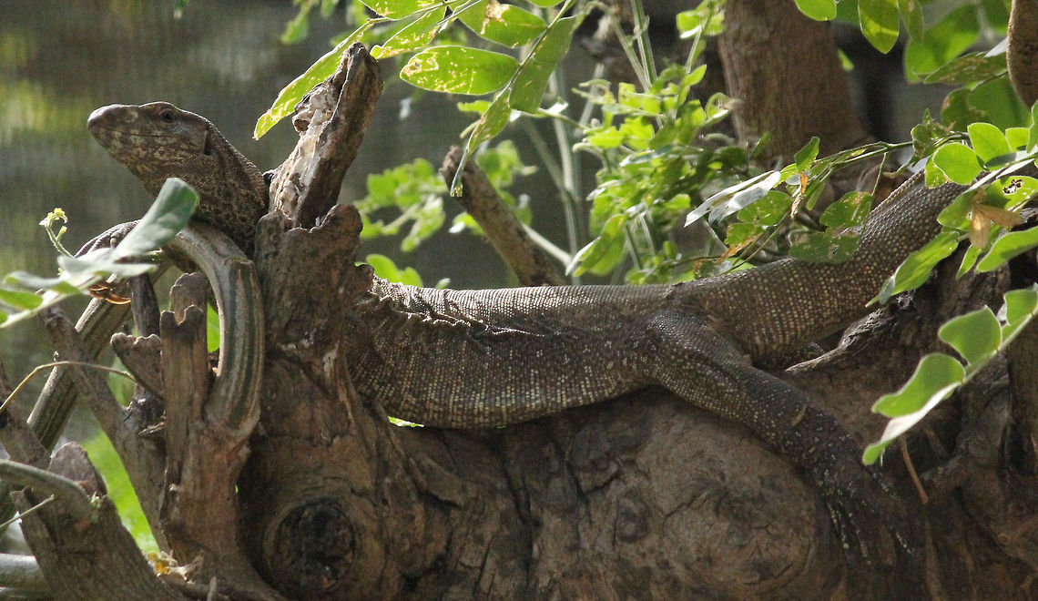 The Stalker Nature&#039;s another gift to the family of Camouflagers Bengal monitor (Indian monitor),Geotagged,India,Varanus bengalensis
