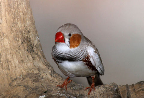 Zebra Finch  Geotagged,India,Taeniopygia guttata,Zebra Finch