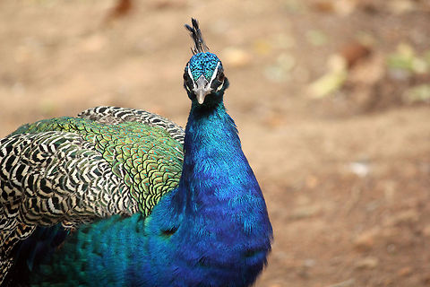 Portrait_1 of Indian Peacock I'll add two more portraits of this beauty. Geotagged,India,Indian Peafowl,Pavo cristatus