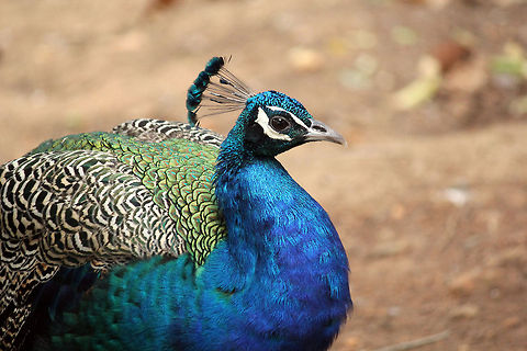 Portrait_2 of Indian Peacock  Geotagged,India,Indian Peafowl,Pavo cristatus