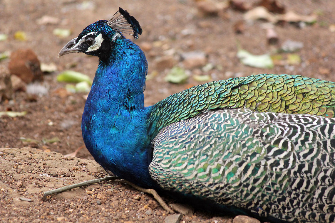 Portrait_3 of Indian Peacock  Geotagged,India,Indian Peafowl,Pavo cristatus