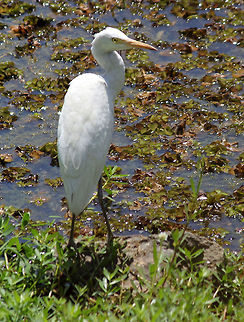 Intermediate Egret Sun bathing at Puttenhalli Lake. Geotagged,India,Intermediate Egret,Mesophoyx intermedia