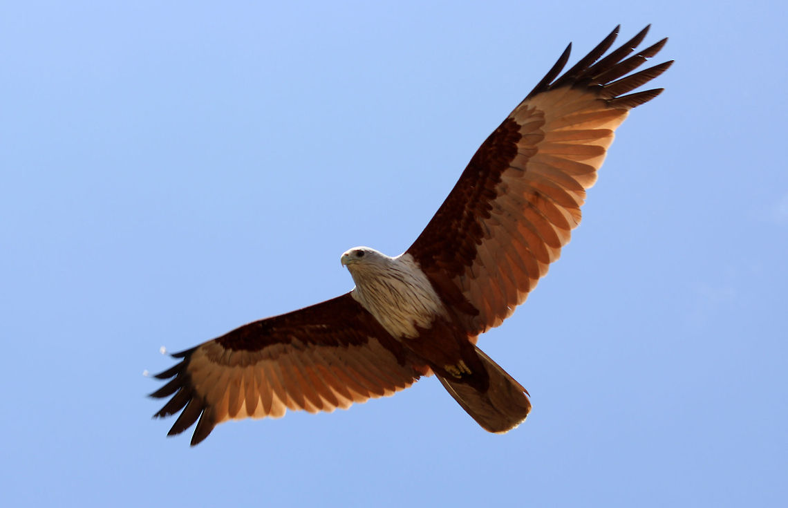 Brahminy Kite Taken in Puttenhalli Lake. A backyard lake near my home.. :) Brahminy Kite,Geotagged,Haliastur indus,India