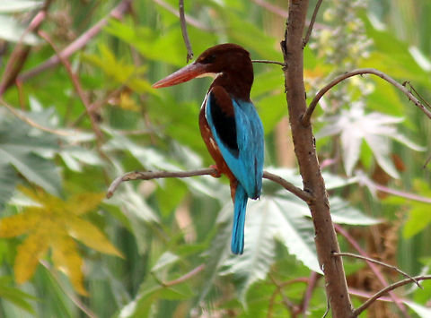 The King of good times..!!! :) Giving photo shoot poses in Puttenhalli Lake. Geotagged,Halcyon smyrnensis,India,White-throated Kingfisher