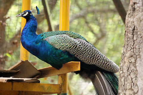 The Caged Prince  Geotagged,India,Indian Peafowl,Pavo cristatus