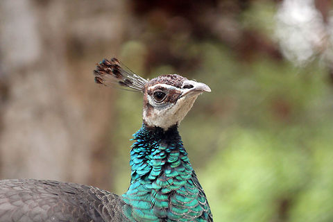 Mugshot of Indian Peahen Taken in Yercaud, Tamil Nadu. Geotagged,India,Indian Peafowl,Pavo cristatus