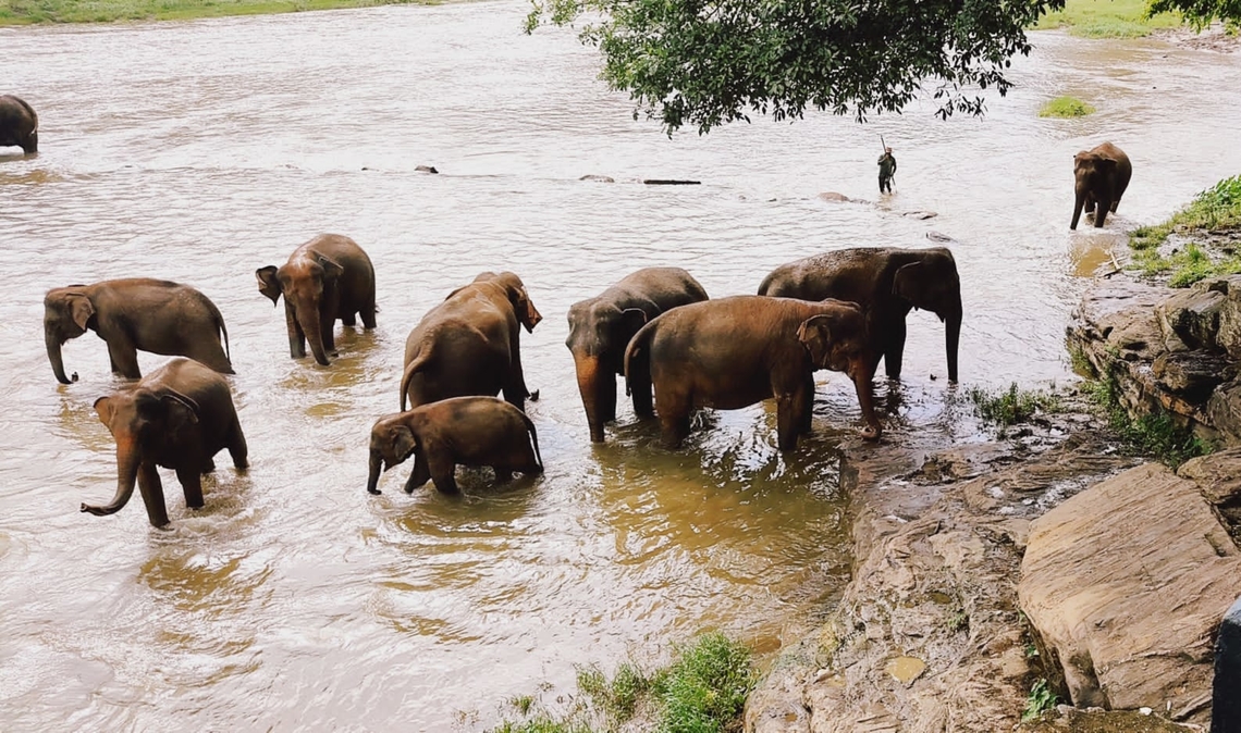 Bath Time Pinnawala Elephant Orphanage, Sri Lanka Asian elephant,Elephas maximus,Geotagged,Sri Lanka