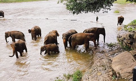 Bath Time Pinnawala Elephant Orphanage, Sri Lanka Asian elephant,Elephas maximus,Geotagged,Sri Lanka