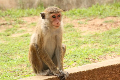 Toque macaque chilling out..!!  Fall,Geotagged,Macaca sinica,Sri Lanka,Toque macaque