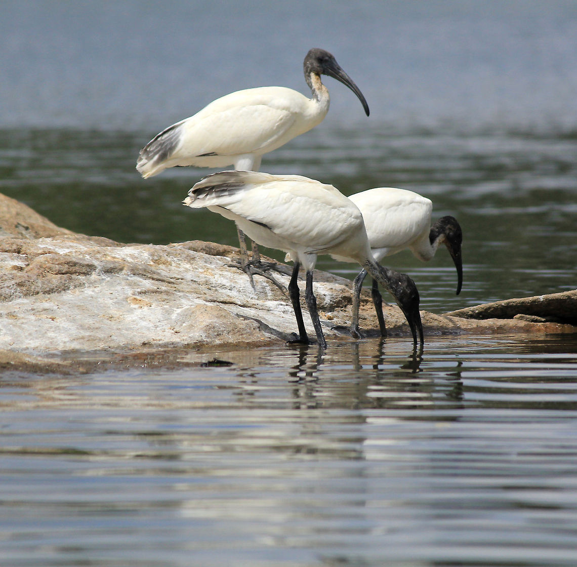 The Three Musketeers Lunch time boys.. gobble up... :) Black-headed Ibis,Geotagged,India,Threskiornis melanocephalus