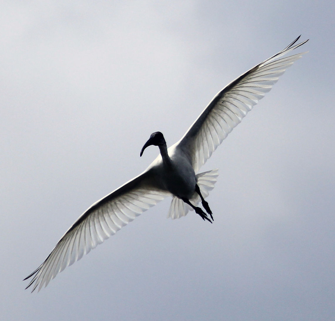 Up Up and Away.. :)  Black-headed Ibis,Geotagged,India,Threskiornis melanocephalus