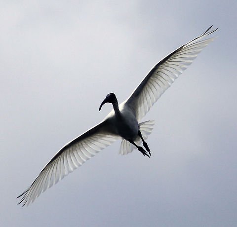 Up Up and Away.. :)  Black-headed Ibis,Geotagged,India,Threskiornis melanocephalus