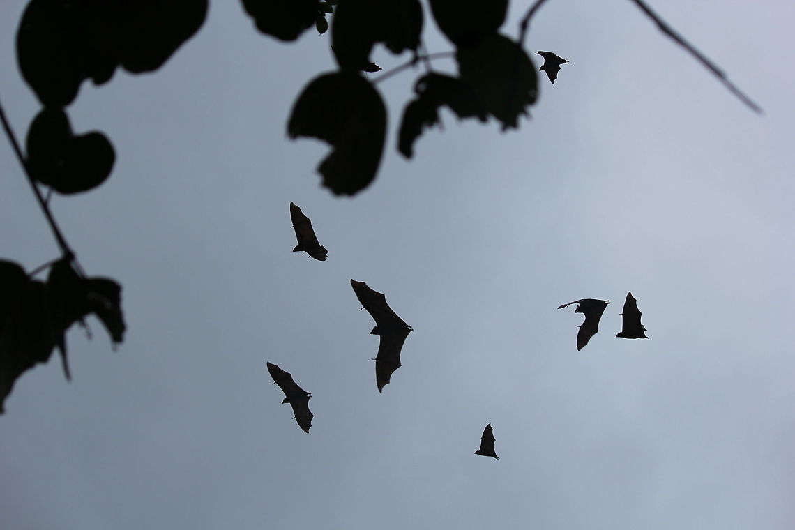 Vigilantes of Coorg Dedicated to Batman fans.. :) Geotagged,India,Indian flying fox,Pteropus giganteus