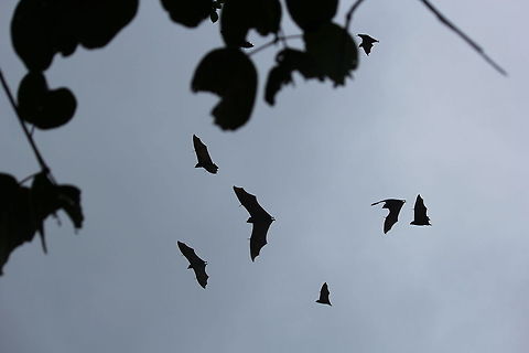 Vigilantes of Coorg Dedicated to Batman fans.. :) Geotagged,India,Indian flying fox,Pteropus giganteus
