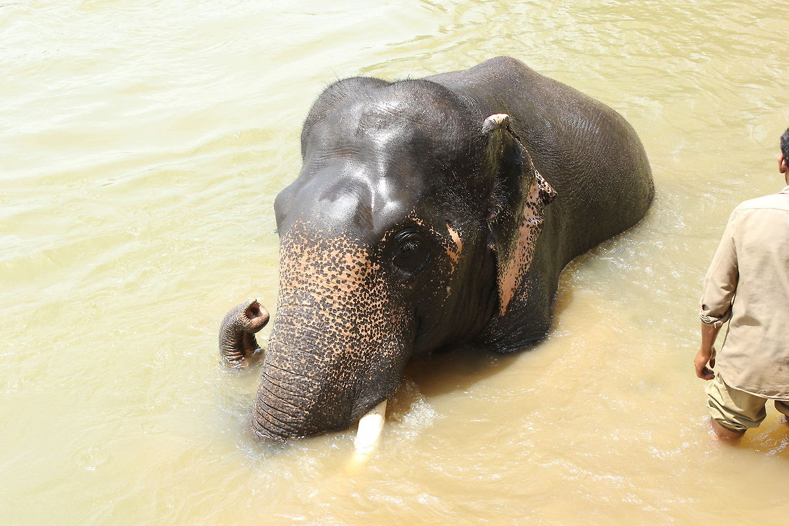 Bath Time in Kaveri River Taken in Dubara Elephant Camp, Karnataka Elephas maximus indicus,Geotagged,India,Indian Elephant