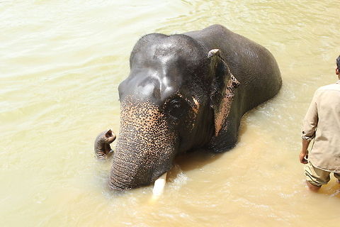 Bath Time in Kaveri River Taken in Dubara Elephant Camp, Karnataka Elephas maximus indicus,Geotagged,India,Indian Elephant