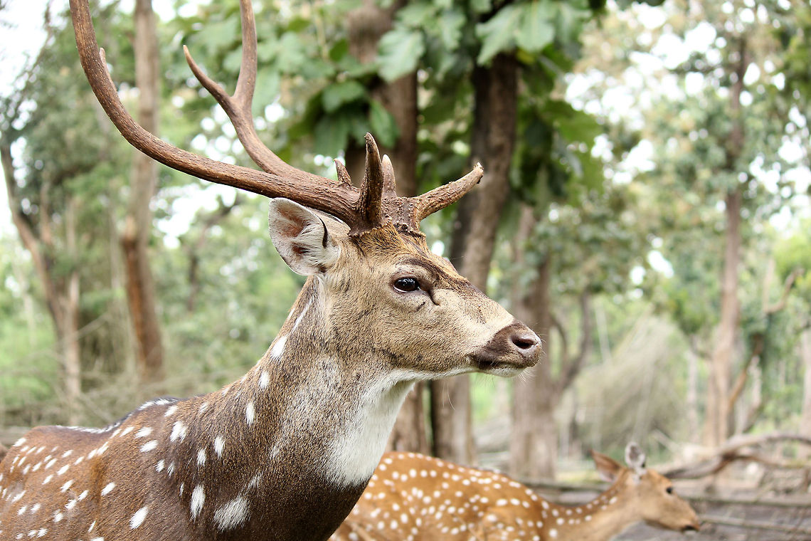 Stalwart of Karnataka He looks like a War veteran.<br />
<br />
Taken in Nisargadhama, Karnataka Axis axis,Chital,Geotagged,India