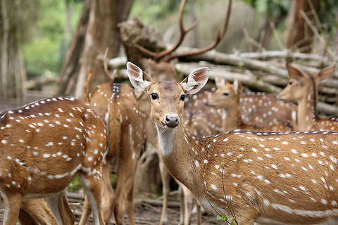 Who Let The Humans Out..!!! who who who...!!! :P Axis axis,Chital,Geotagged,India